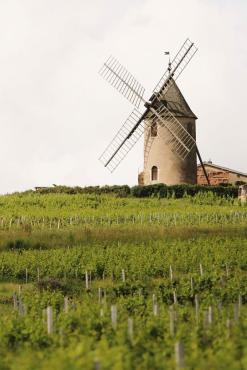 11.25 薄酒萊的產區巡禮 - 拜託薄酒萊不只新酒啊！這次我們喝高級的