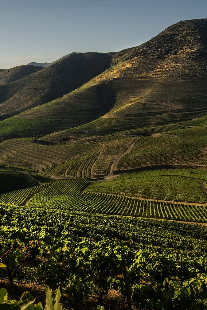 7.20 小眾不小!挑戰世界的葡萄牙—產區品飲會:圖片 3