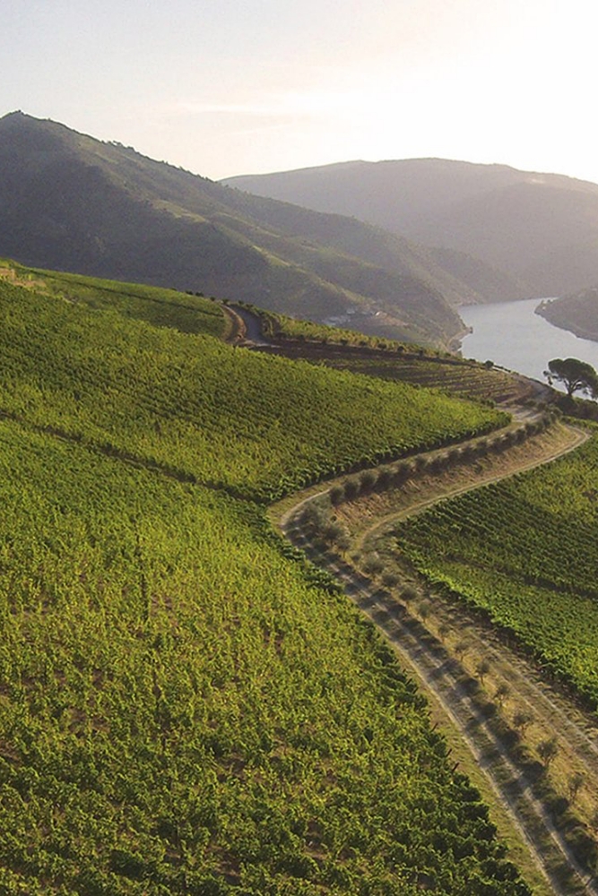 7.20 小眾不小!挑戰世界的葡萄牙—產區品飲會:圖片 5